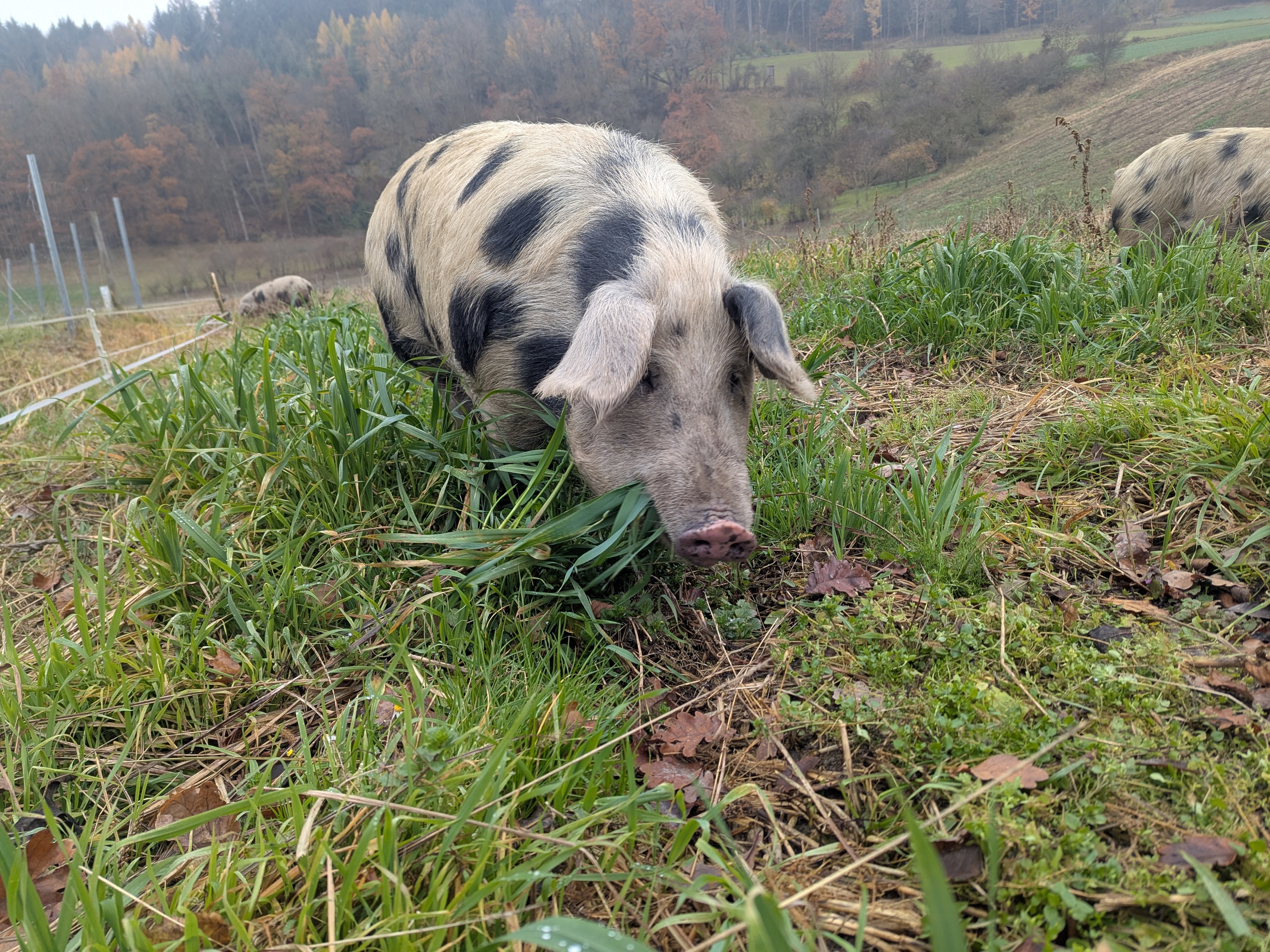 Grasende Schweine