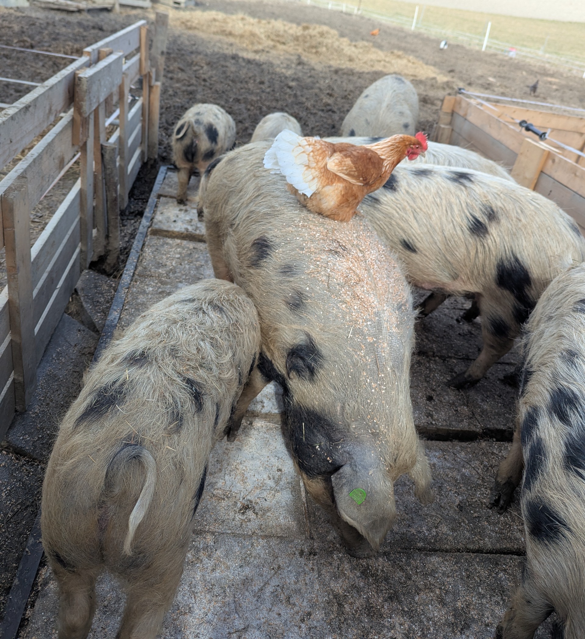 Huhn auf dem Rücken eines Schweins