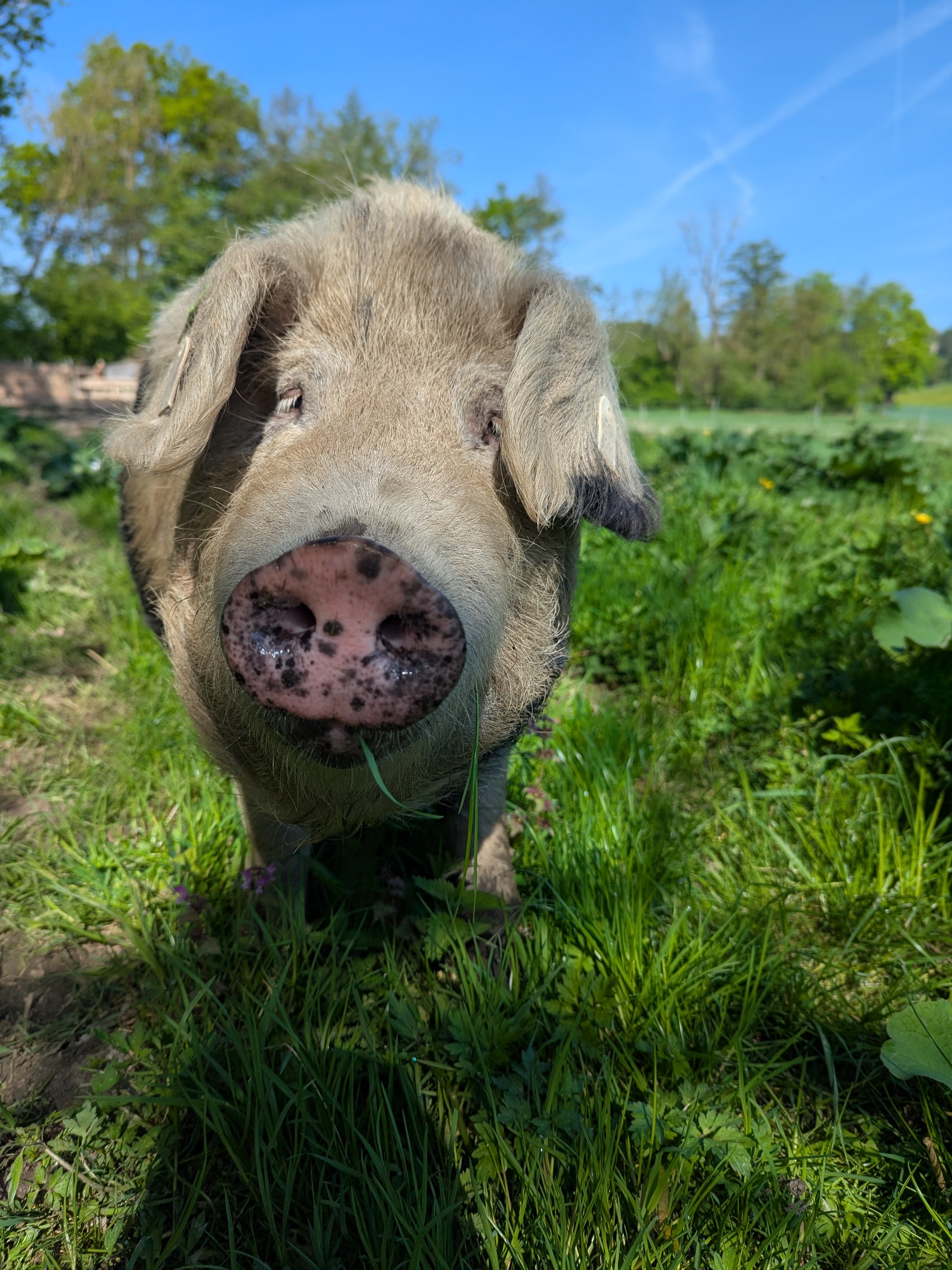 Turopolje-Schwein auf der grünen Weide