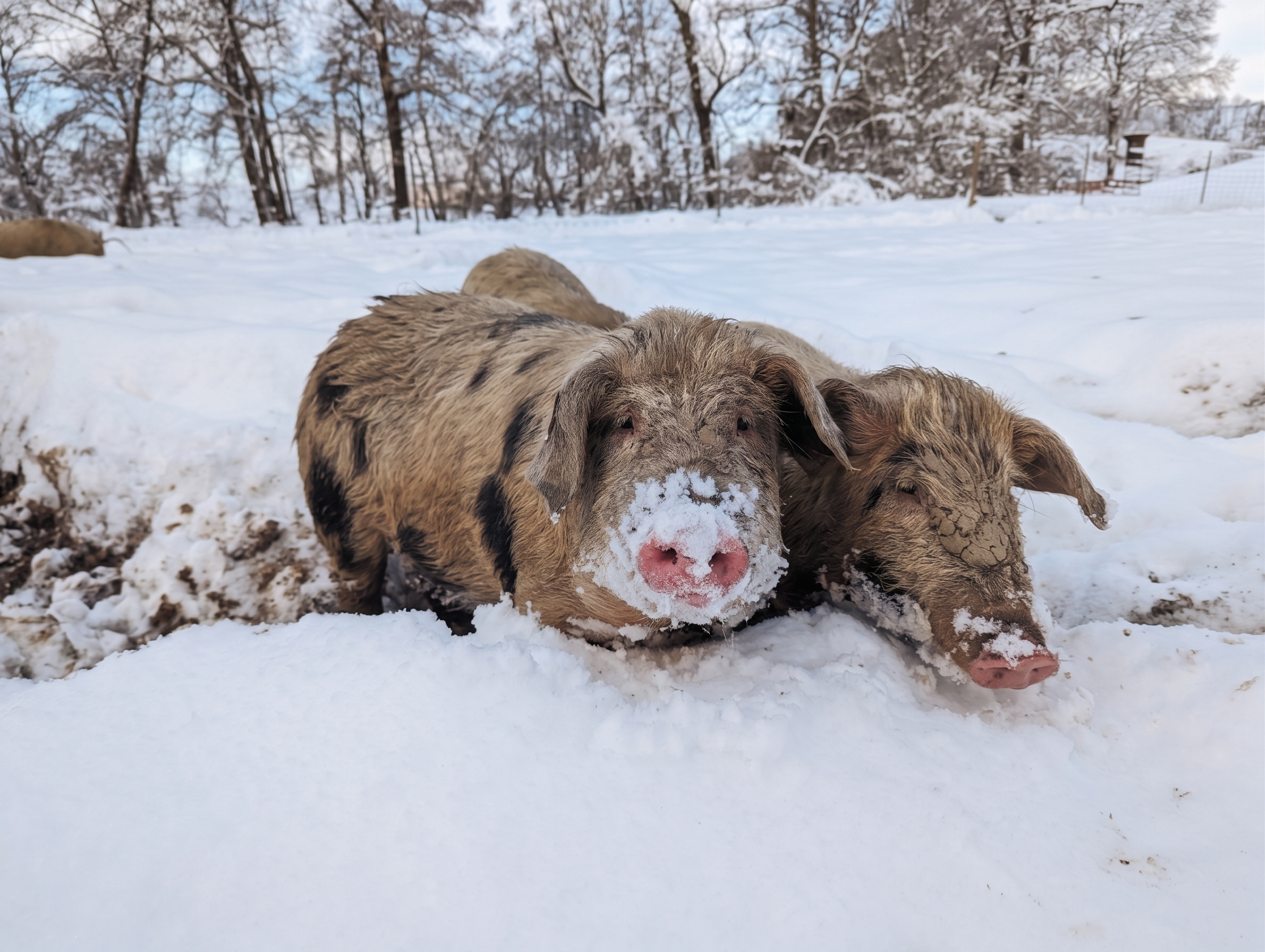 Turopolje-Schweine im Schnee bei winterlicher Freilandhaltung