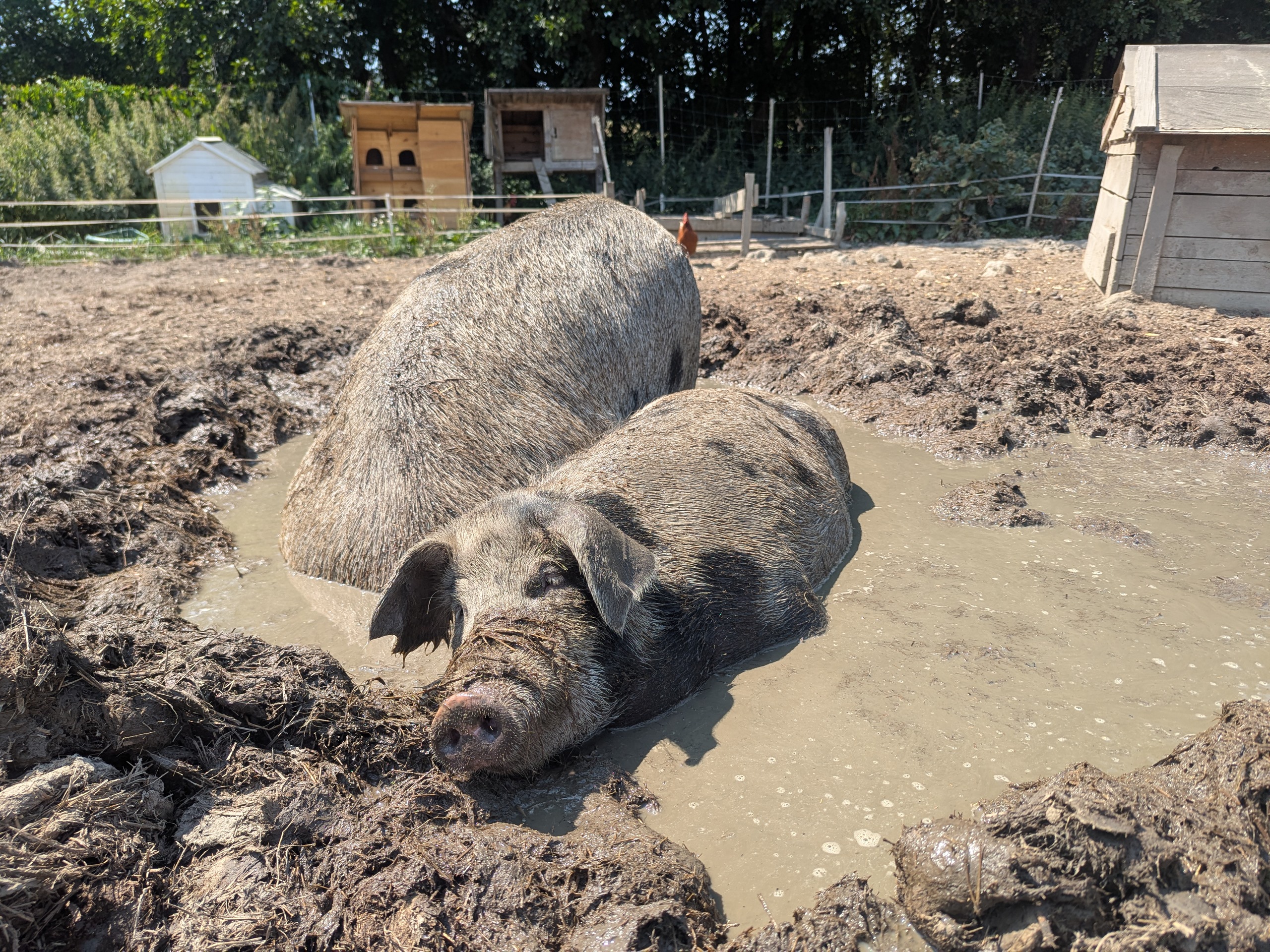 Turopolje-Schweine in einer Suhle auf der Weide